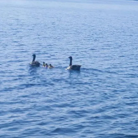 Houseboat Seesea Mazury - Na Wodzie K Gizycka *