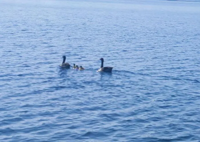 Houseboat Seesea Mazury - Na Wodzie K Gizycka *